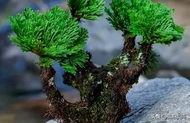 卷柏是裸子植物吗？卷柏是裸子植物吗？