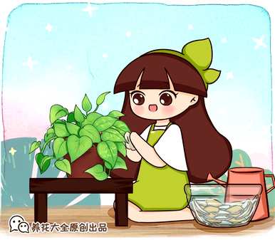 水培碗莲花怎么养，水培花有什么好养的？