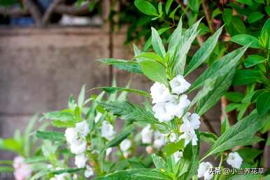 凤仙花种在院子里好吗？凤仙花怎么种？