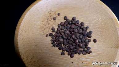 凤仙花种在院子里好吗？凤仙花怎么种？