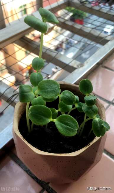 凤仙花种在院子里好吗？凤仙花怎么种？