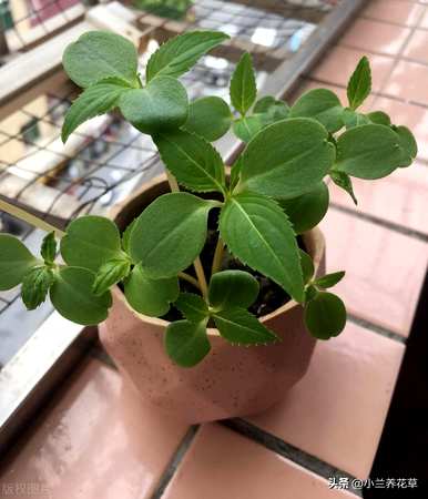 凤仙花种在院子里好吗？凤仙花怎么种？