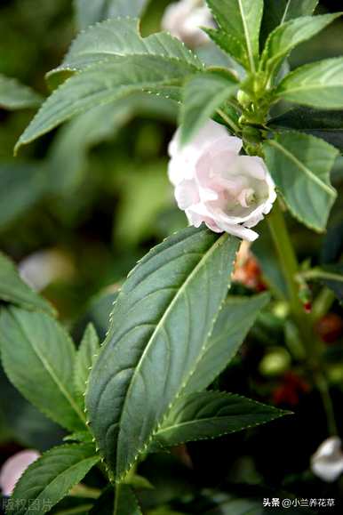 凤仙花种在院子里好吗？凤仙花怎么种？