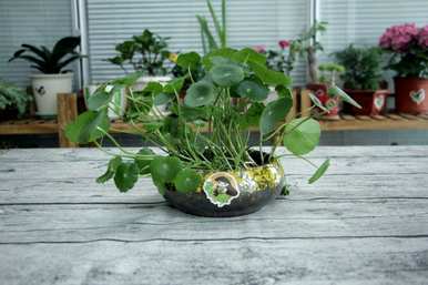 水培碗莲花怎么养，水培花有什么好养的？