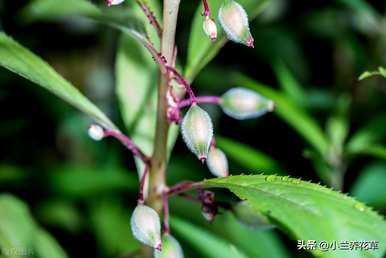 凤仙花种在院子里好吗？凤仙花怎么种？