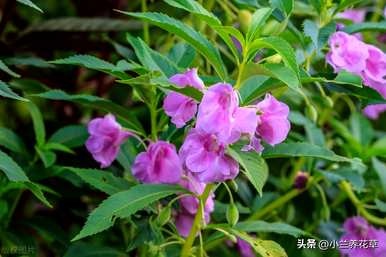 凤仙花种在院子里好吗？凤仙花怎么种？