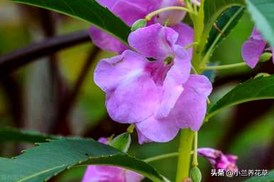 凤仙花种在院子里好吗？凤仙花怎么种？