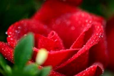 玫瑰花语是什么意思，五朵玫瑰花语是什么意思？