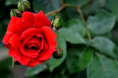 玫瑰花语是什么意思，五朵玫瑰花语是什么意思？