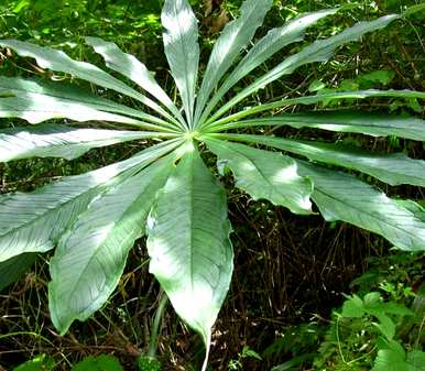天南星科植物有哪些品种，天南星科水培易成活的植物？