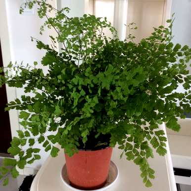 哪些绿色植物适合卧室，哪些绿色植物适合卧室？
