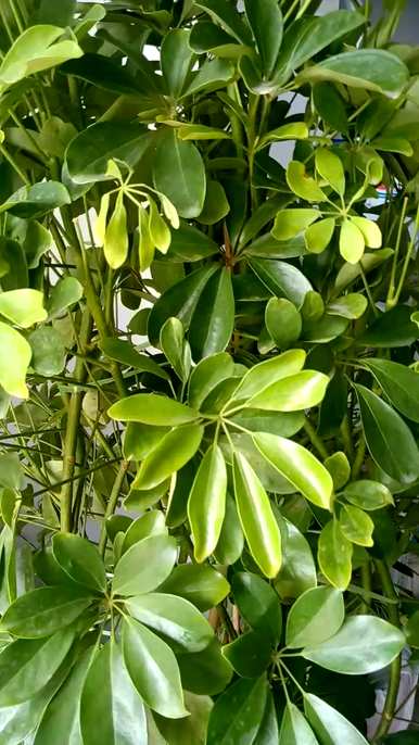哪些绿色植物适合卧室，哪些绿色植物适合卧室？