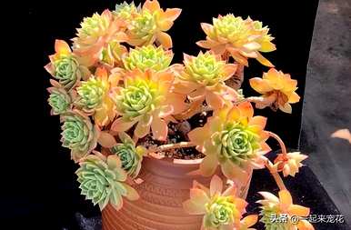 三色堇多肉的种植及注意事项，多肉三色堇如何保养？