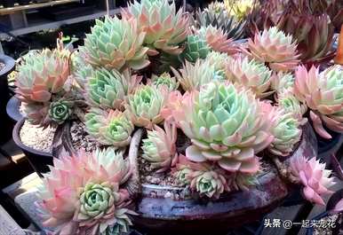 三色堇多肉的种植及注意事项，多肉三色堇如何保养？