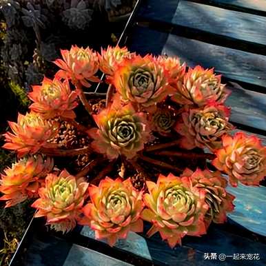 三色堇多肉的种植及注意事项，多肉三色堇如何保养？