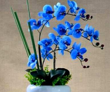蝴蝶兰的花语和象征意义是什么，蝴蝶兰的意义和象征意义是什么？