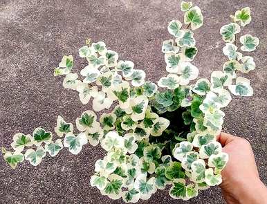 雪莹常春藤的养殖方法及注意事项，洋常春藤的养殖注意事项及价值