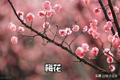 春季观花植物有哪些？北方春季观花灌木