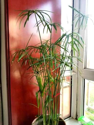 十种常见的挺水植物，挺水植物品种齐全