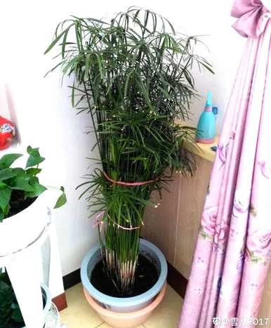 十种常见的挺水植物，挺水植物品种齐全
