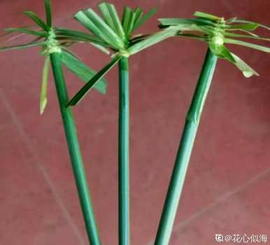 十种常见的挺水植物，挺水植物品种齐全