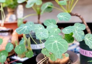 如何养山乌龟花，如何养护山乌龟植物