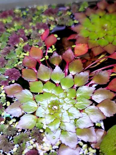 十种常见的挺水植物，挺水植物品种齐全