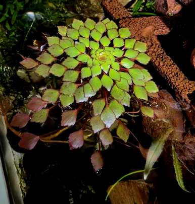 十种常见的挺水植物，挺水植物品种齐全