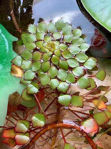 十种常见的挺水植物，挺水植物品种齐全