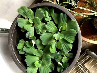 十种常见的挺水植物，挺水植物品种齐全