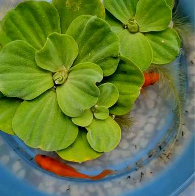 十种常见的挺水植物，挺水植物品种齐全