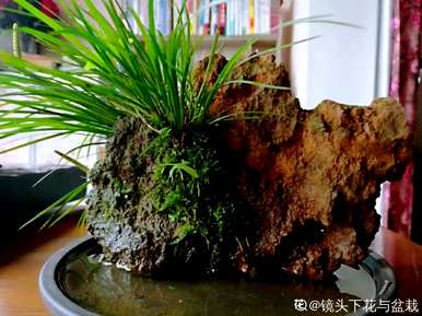 十种常见的挺水植物，挺水植物品种齐全