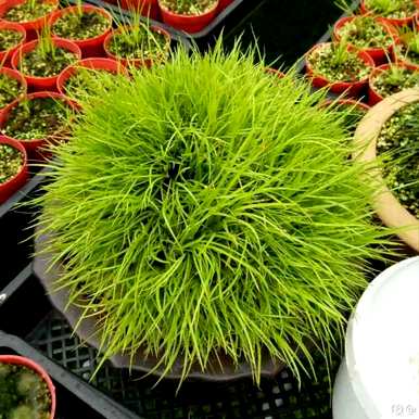 十种常见的挺水植物，挺水植物品种齐全