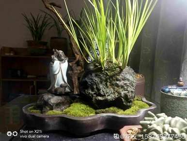 十种常见的挺水植物，挺水植物品种齐全