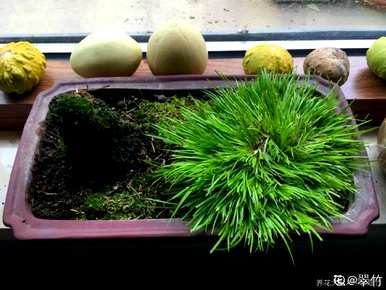十种常见的挺水植物，挺水植物品种齐全
