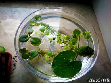 十种常见的挺水植物，挺水植物品种齐全