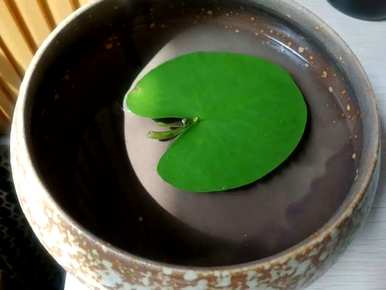 十种常见的挺水植物，挺水植物品种齐全