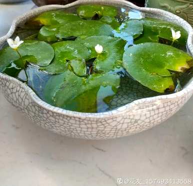 十种常见的挺水植物，挺水植物品种齐全