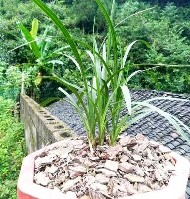 兰花一年四季都开花吗？为什么我养的兰花不开花？