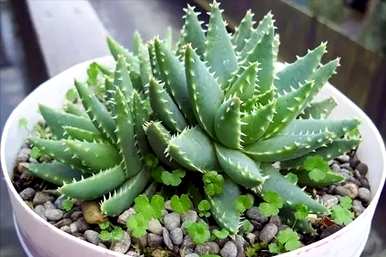 芦荟怎么养，芦荟能水养吗？