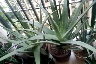芦荟怎么养，芦荟能水养吗？