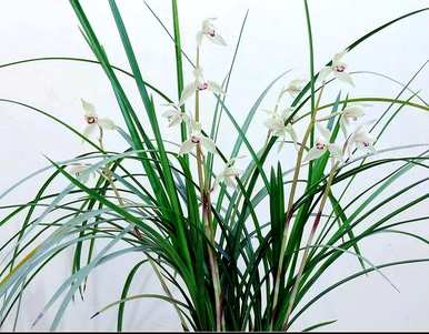 兰花一年四季都开花吗？为什么我养的兰花不开花？