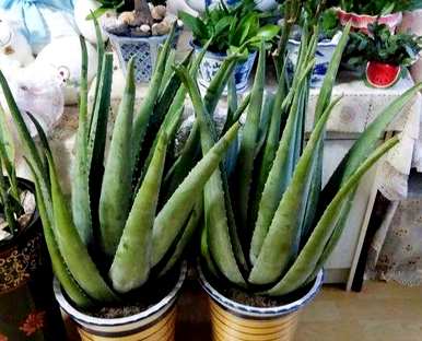 芦荟怎么养，芦荟能水养吗？