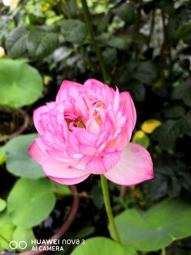 夏天开的花有哪些？夏天开的花有哪些特点？