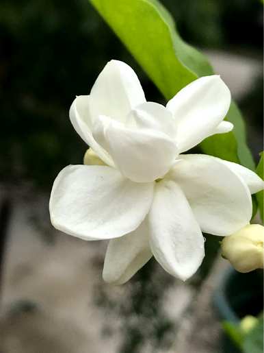夏天开的花有哪些？夏天开的花有哪些特点？