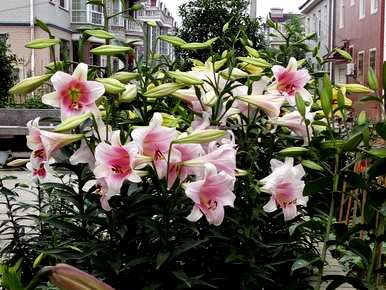 百合花开花后球会挖出来吗？百合花开花后只有一个球