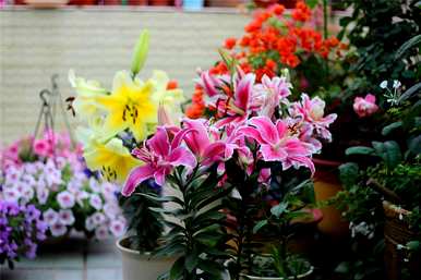 百合花开花后球会挖出来吗？百合花开花后只有一个球