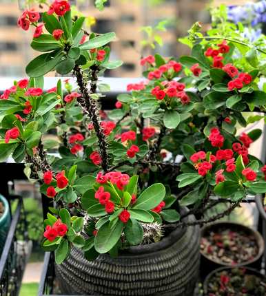 容易在室内养活的花，室内最好的花排名