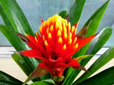 菠萝花开后如何养殖？菠萝花怎么养殖？