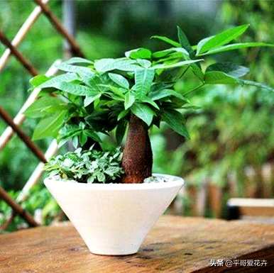 绿萝发财树怎么养才茂盛，小发财树怎么养才茂盛